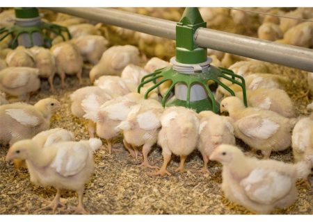 ۹۰۰هزار قطعه جوجه ریزی طی یک ماه گذشته