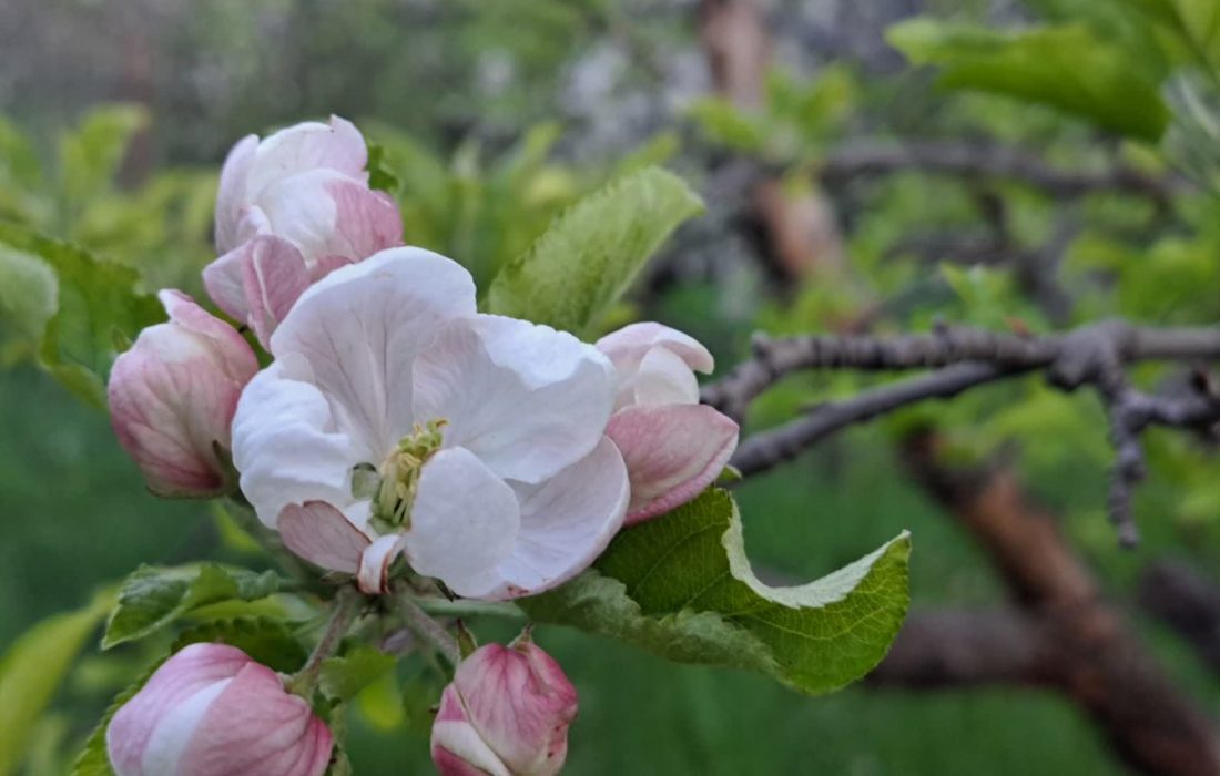 زمین دوباره جان گرفت و گل‌های تازه شکفتند