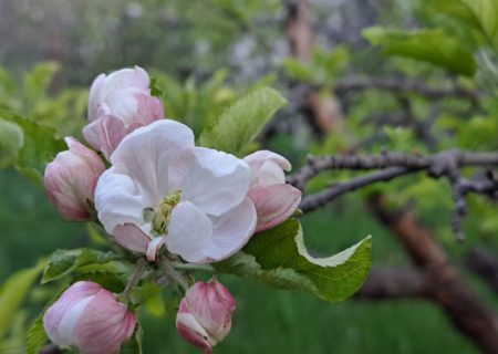 زمین دوباره جان گرفت و گل‌های تازه شکفتند