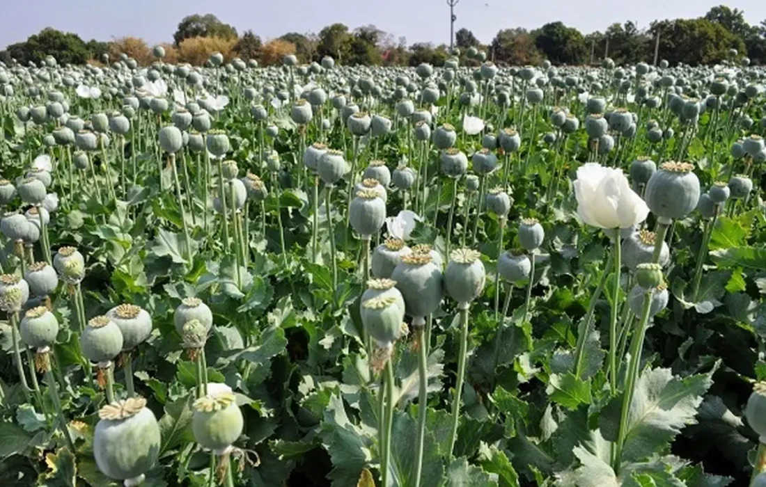 افزایش برخورد با عوامل کشت گیاهان ممنوعه