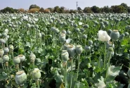 افزایش برخورد با عوامل کشت گیاهان ممنوعه