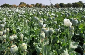 افزایش برخورد با عوامل کشت گیاهان ممنوعه