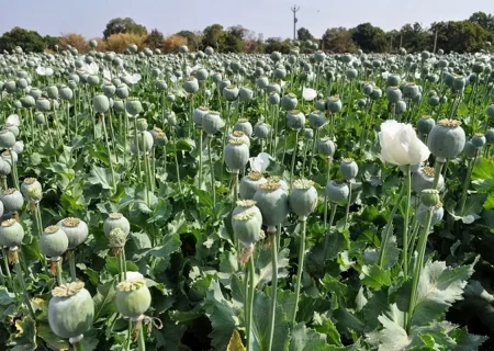 افزایش برخورد با عوامل کشت گیاهان ممنوعه