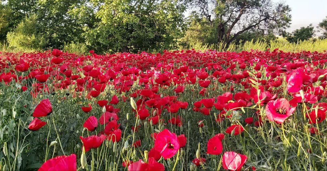 بهشت سرخِ بهاری در قاب طبیعت