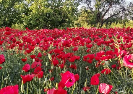 بهشت سرخِ بهاری در قاب طبیعت