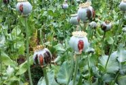 کشت گیاهان مخدر مطلقا ممنوع است