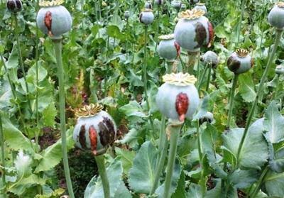 کشت گیاهان مخدر مطلقا ممنوع است