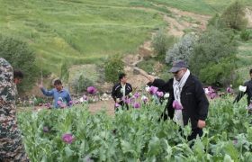 امحاء ۳۰ طرح کشت خشخاش در بروجرد