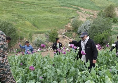 امحاء ۳۰ طرح کشت خشخاش در بروجرد