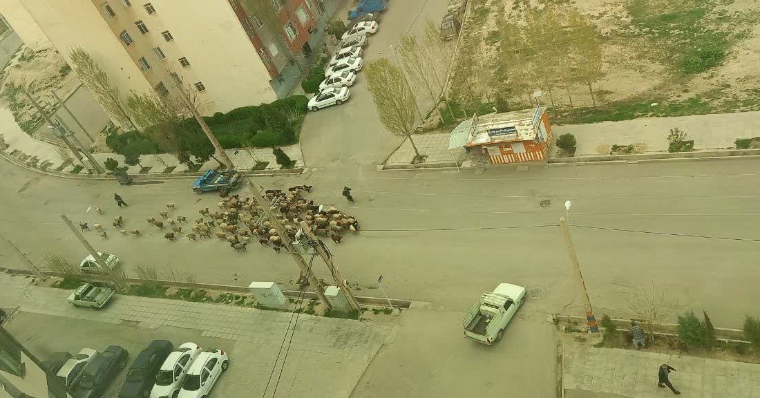 مطالبه شهروندان برای ساماندهی تردد دام