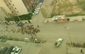 مطالبه شهروندان برای ساماندهی تردد دام