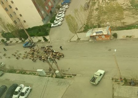 مطالبه شهروندان برای ساماندهی تردد دام